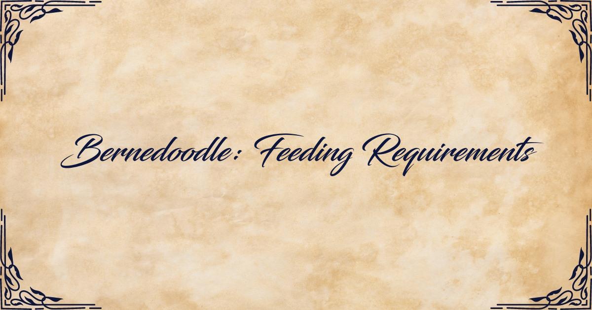 Feeding Requirements of Bernedoodle