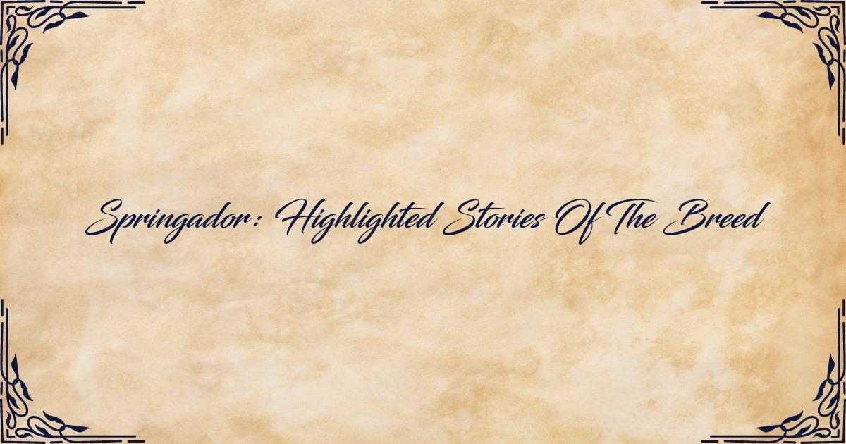 Highlighted Stories of the Breed of Springador